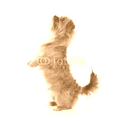 Terrier doing tricks