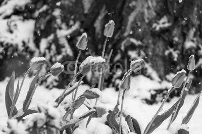 red tulip flowers in spring covered cold snow