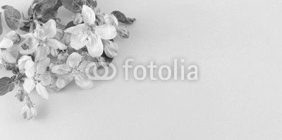 Apple fruit blossom flower with leaves