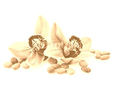 Orchid flowers