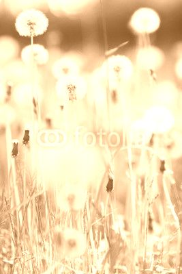 White dandelions