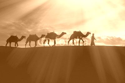 Africa, North Africa, Tafilalet, Erfoud, Merzouga, Erg Chebbi, Dromedary (Camelus dromedarius) camels/caravan  being led through desert by Tuareg man, on the Erg Chebbi Dunes (up to 400 ft in height).