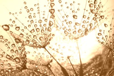 Dandelion seeds with dew drops