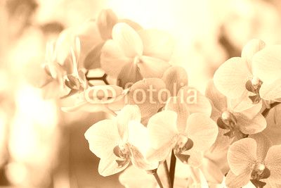 pink orchid
