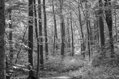 Wald weg