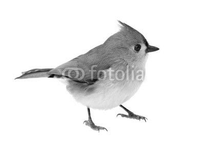 Tufted Titmouse Isolated