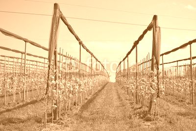 Blühende Apfelplantage unter Hagelnetzen