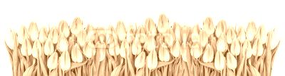 Fresh spring tulip flowers banner Floral border Bouquet