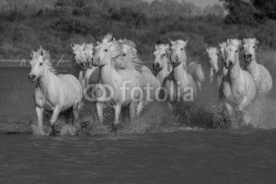 running horses