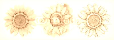 Sunflower, different styles, vector drawing, icon set