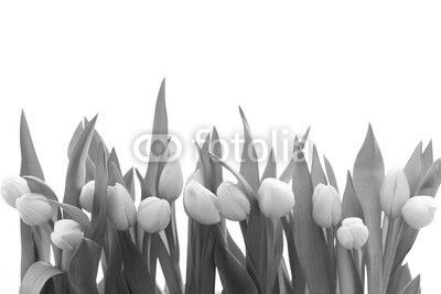 Weiße Tulpen
