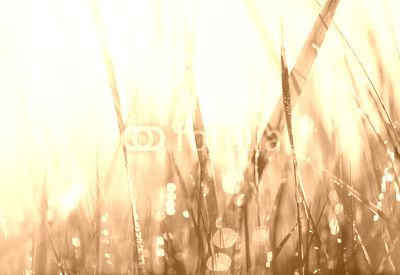 Fresh green grass with dew drops closeup. Soft Focus