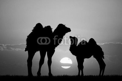 camels at sunset