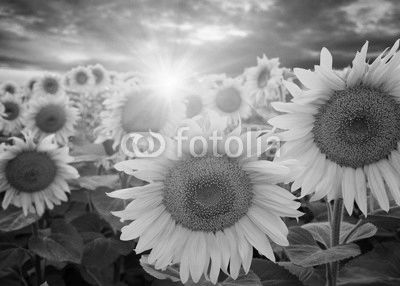  sunflowers and sun