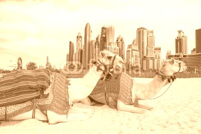Camel in Dubai Marina