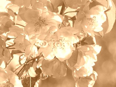 apple flowers and buds blooming at spring