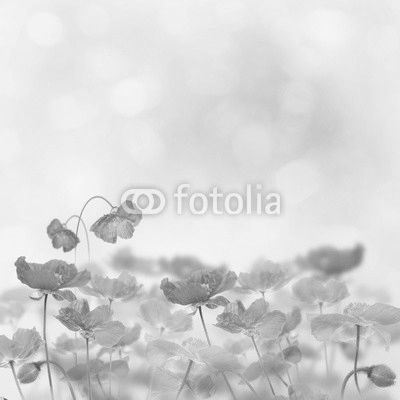 Poppy Flowers Blossom