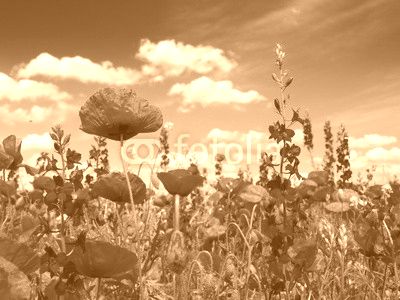 Summer wildflowers and clouds