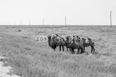 Camels in Kazakhstan steppe 