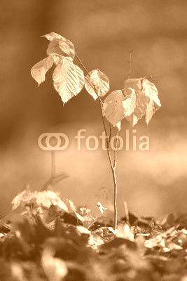 Baby beech tree in the forest