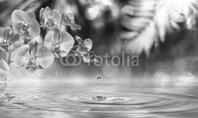 orchid in zen garden with droplet on pond