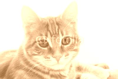 Chaton roux