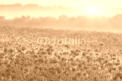 red poppy field in morning mist