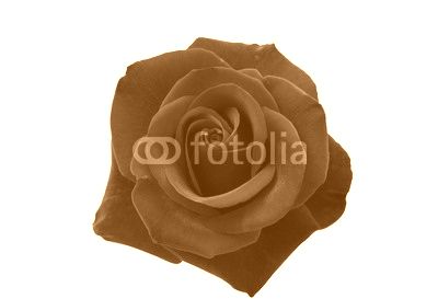 red rose isolated