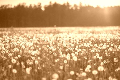 dandelion field at sunset