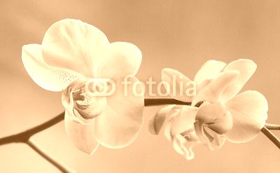 Storczyki - Orchidea