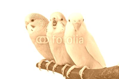 three budgies are in the roost