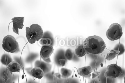 Poppy field