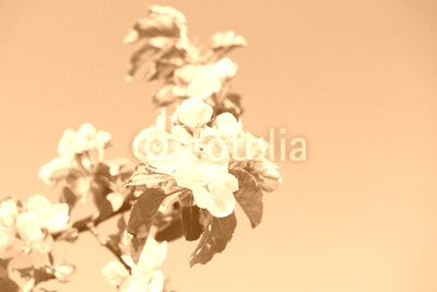 apple blossom in orchard