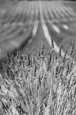 Lavander field