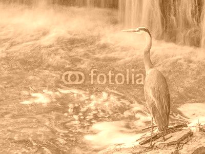 Great Blue Heron