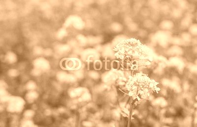 Closeup of blooming Field Mustard