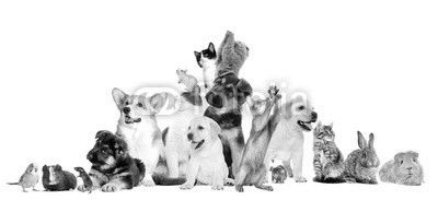 set pet looks
