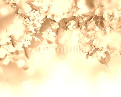 Spring blossoms background