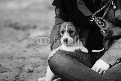 Jack Russell auf dem Schoß