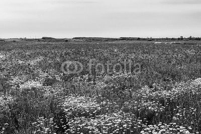 Landscape with poppies and chamomile-6