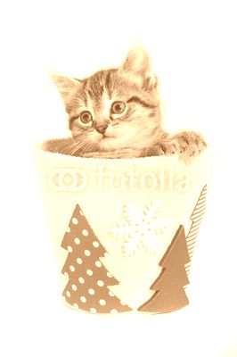 Kitten in a Christmas tub