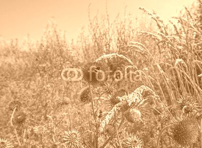 Flowers of a thistle in a field in summer