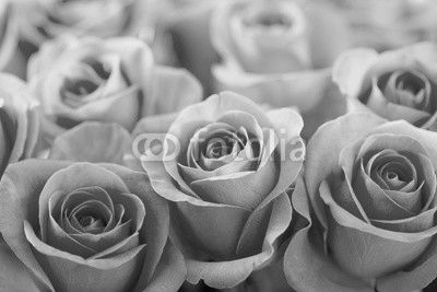 beautiful pink rose flowers background