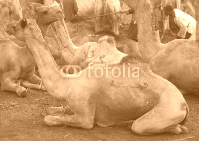 Birqash Camel Market