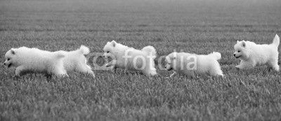 Samoyed dog