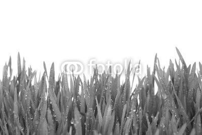 Fresh Green Grass with Drops Dew / isolated on white