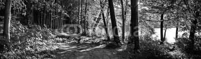 trail in the forest