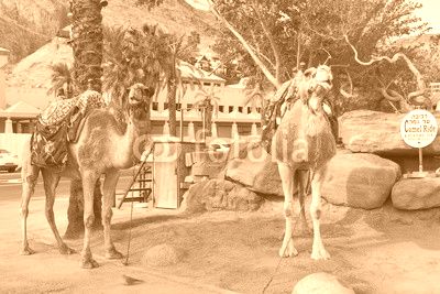 Two Camels at the desert city of Eilat