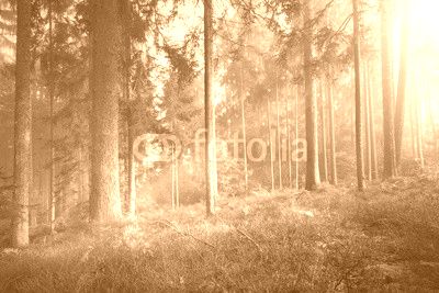 Magic sun light in the foggy forest tree landscape.