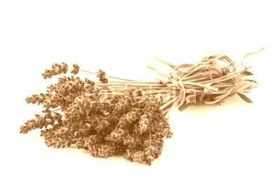 Lavender flowers bunch